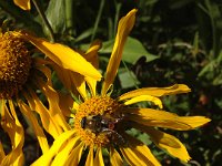 OurayAug2013-2826 : Lego