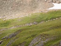 BlackBear-1371 : Jeep, Ouray
