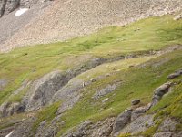 BlackBear-1372 : Jeep, Ouray