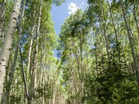 Ouray15-2146 : Jeep, Ouray