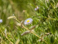 Ouray15-2173 : Jeep, Ouray