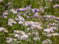 Ouray15-2174 : Jeep, Ouray