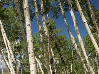 Ouray15-2192 : Jeep, Ouray