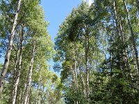 x20150730 121333 : 2015, Family, Jeeping, Mountains, Ouray, Vacation