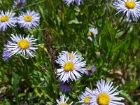 x20150730 123415 : 2015, Family, Jeeping, Mountains, Ouray, Vacation