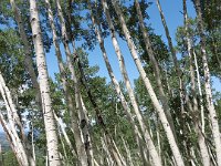 x20150730 132053(0) : 2015, Family, Jeeping, Mountains, Ouray, Vacation