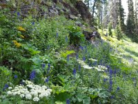 x20150728 111514 : 2015, Family, Jeeping, Mountains, Ouray, Vacation