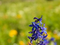 Ouray15-1838 : Jeep, Ouray