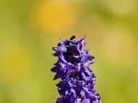 Ouray15-1849 : Jeep, Ouray