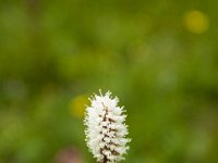 Ouray15-2013 : Jeep, Ouray