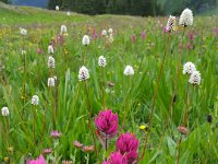 x20150731 091910 : 2015, Family, Jeeping, Mountains, Ouray, Vacation