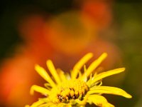 Ouray15-1854 : Jeep, Ouray
