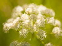 Ouray15-1856 : Jeep, Ouray