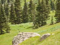 Ouray15-1966 : Jeep, Ouray