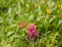 Ouray15-2010 : Jeep, Ouray
