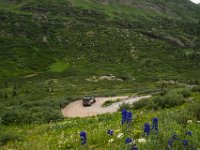 BlackBear-7582 : Ouray