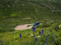 BlackBear-7583 : Ouray