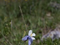 Yankee-Gov-Syd-8119 : Ouray