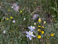 Yankee-Gov-Syd-8123 : Ouray
