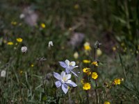 Yankee-Gov-Syd-8124 : Ouray