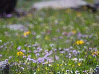 Yankee-Gov-Syd-8128 : Ouray