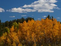 SwanRiver-5386 : Jeep, Swan Lake