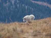 SwanRiverGoats-5248 : Jeep, Swan Lake