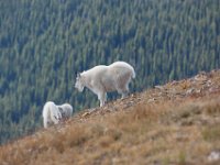 SwanRiverGoats-5249 : Jeep, Swan Lake