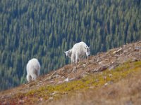 SwanRiverGoats-5252 : Jeep, Swan Lake