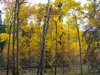 TwinCone-152207 : Fall Color, Jeep, Phone