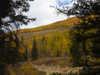 TwinCone-8743 : Fall Color, Jeep