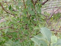 20170905 141733 resized