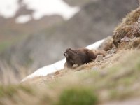 HermitRd-1184 : Jeep