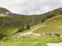 BlackBear-1354 : Jeep, Ouray