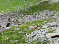 x20150727 155737 : 2015, Family, Jeeping, Mountains, Ouray, Vacation