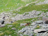 x20150727 155739 : 2015, Family, Jeeping, Mountains, Ouray, Vacation