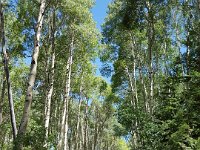 x20150730 121318 : 2015, Family, Jeeping, Mountains, Ouray, Vacation