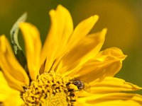 Ouray15-1851 : Jeep, Ouray