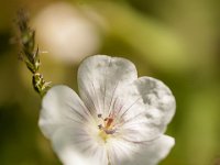 Ouray15-1853 : Jeep, Ouray