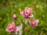 Ouray15-2007 : Jeep, Ouray