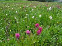 x20150731 091856 : 2015, Family, Jeeping, Mountains, Ouray, Vacation