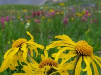 x20150731 092043 : 2015, Family, Jeeping, Mountains, Ouray, Vacation