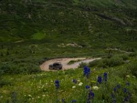 BlackBear-7578 : Ouray