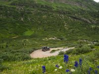 BlackBear-7579 : Ouray