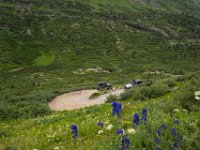 BlackBear-7580 : Ouray