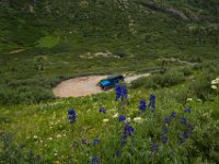 BlackBear-7584 : Ouray