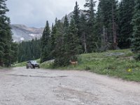 BlackBear-7929 : Ouray