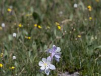 Yankee-Gov-Syd-8121 : Ouray