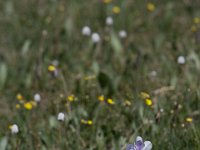 Yankee-Gov-Syd-8122 : Ouray