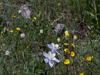 Yankee-Gov-Syd-8125 : Ouray